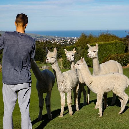 Alpaca Farmstay Dunedin Buitenkant foto