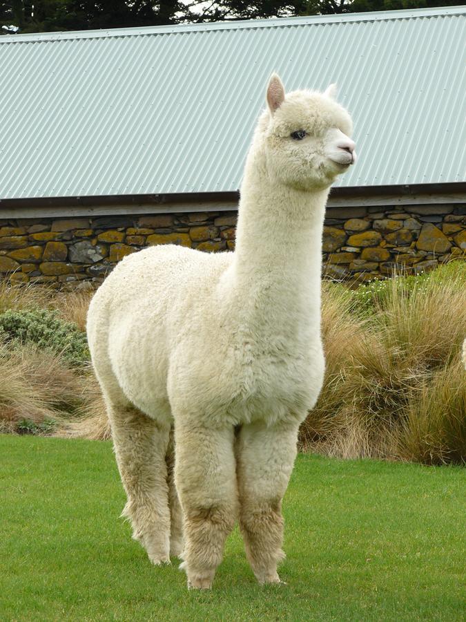 Alpaca Farmstay Dunedin Buitenkant foto
