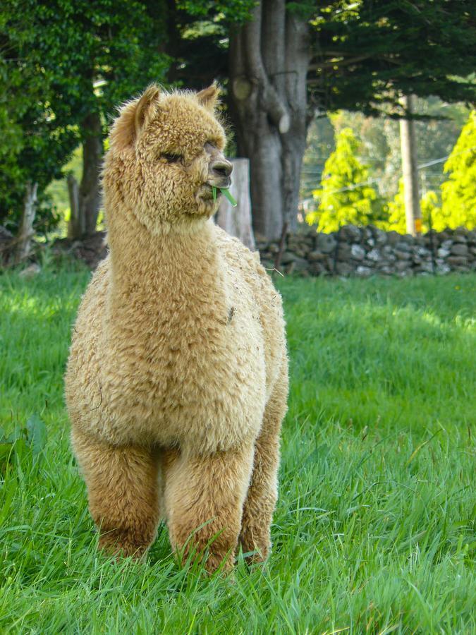 Alpaca Farmstay Dunedin Buitenkant foto