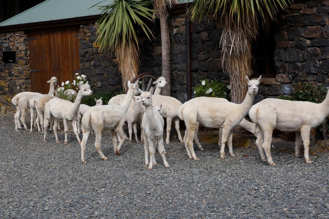 Alpaca Farmstay Dunedin Buitenkant foto
